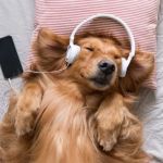 How to Train Dogs to Be Calm With Loud Music: Practical Tips and Techniques