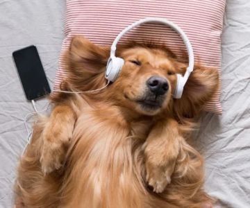 How to Train Dogs to Be Calm With Loud Music: Practical Tips and Techniques