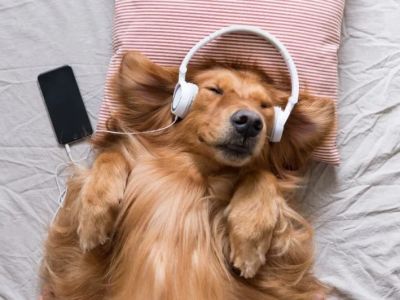 How to Train Dogs to Be Calm With Loud Music: Practical Tips and Techniques