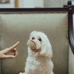 How to Teach Your Dog Basic Commands in 7 Days