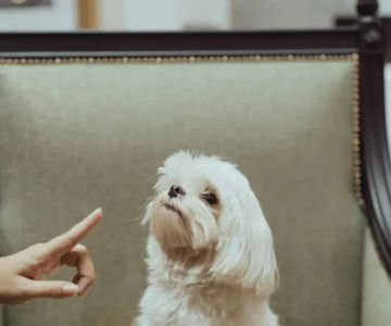 How to Teach Your Dog Basic Commands in 7 Days