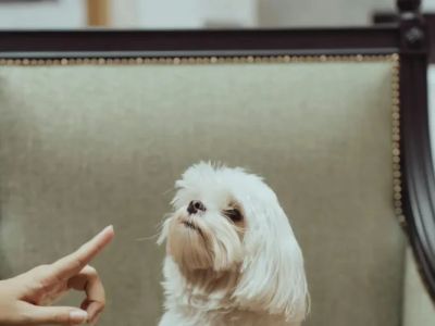 How to Teach Your Dog Basic Commands in 7 Days