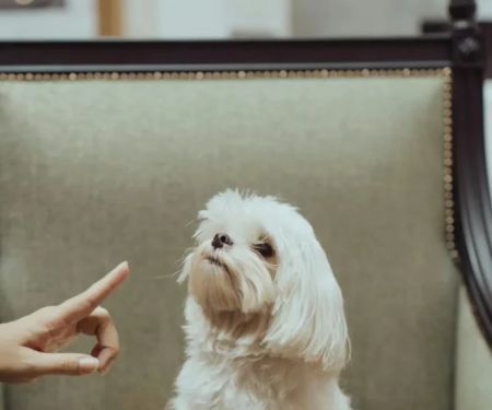 How to Teach Your Dog Basic Commands in 7 Days