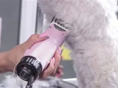 The Best Dog Grooming Clippers for At‑Home Grooming