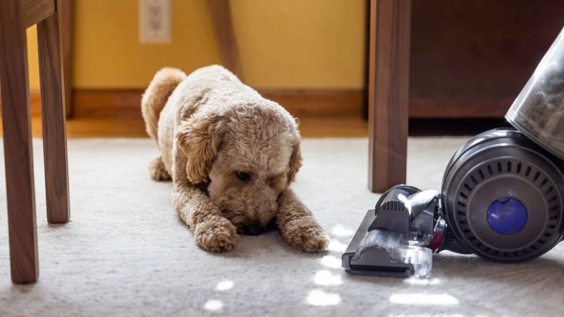 Why Are Dogs Afraid of Vacuum Cleaners?