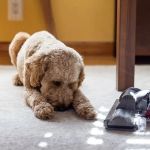 Why Are Dogs Afraid of Vacuum Cleaners?