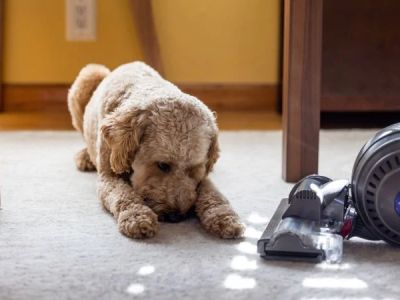 Why Are Dogs Afraid of Vacuum Cleaners?