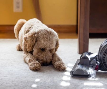 Why Are Dogs Afraid of Vacuum Cleaners?