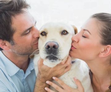 Senior Dog Care: How to Keep Older Dogs Comfortable and Healthy