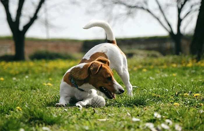 Why Do Dogs Chase Their Tail in Circles?