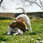 Why Do Dogs Chase Their Tail in Circles?