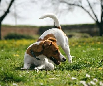 Why Do Dogs Chase Their Tail in Circles?