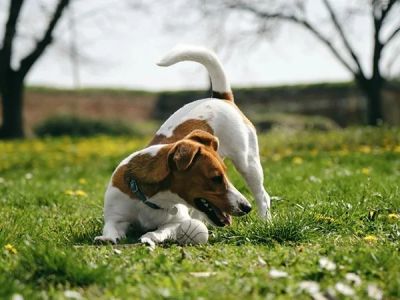Why Do Dogs Chase Their Tail in Circles?