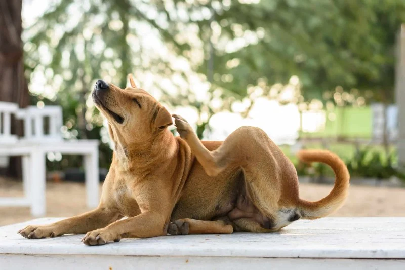 Why Is My Dog Itching So Much? Causes and Solutions