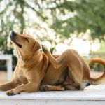Why Is My Dog Itching So Much? Causes and Solutions