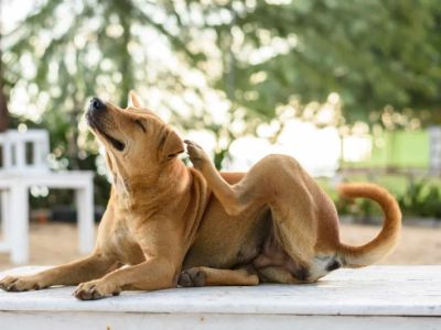 Why Is My Dog Itching So Much? Causes and Solutions