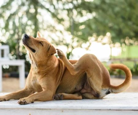 Why Is My Dog Itching So Much? Causes and Solutions