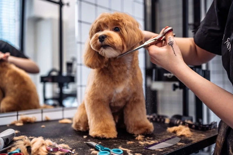 Why Do Dogs Groom Themselves After Eating? Understanding the Behavior