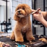 Why Do Dogs Groom Themselves After Eating? Understanding the Behavior