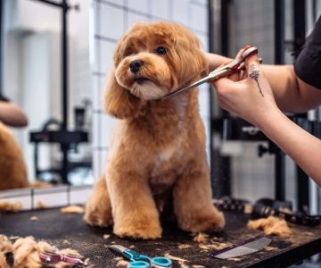 Why Do Dogs Groom Themselves After Eating? Understanding the Behavior