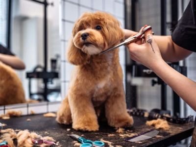 Why Do Dogs Groom Themselves After Eating? Understanding the Behavior