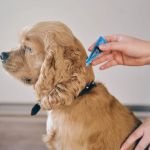 Best Flea Treatments Safe for Puppies