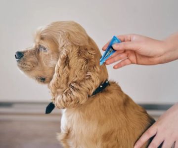 Best Flea Treatments Safe for Puppies