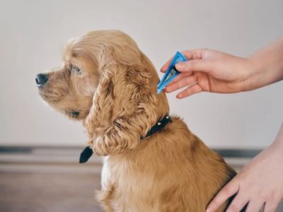 Best Flea Treatments Safe for Puppies