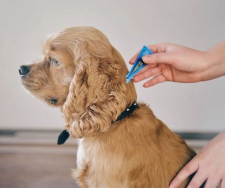 Best Flea Treatments Safe for Puppies