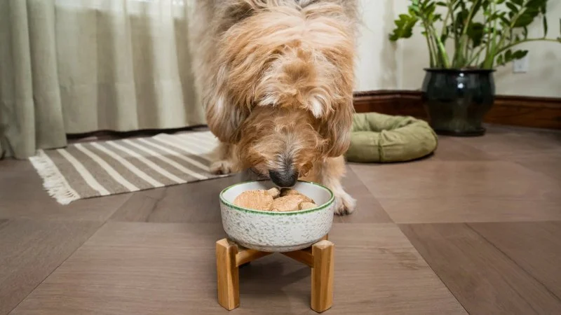 How to Help Dogs with Sensitive Stomachs After Meals – Effective Tips for Relief