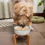 How to Help Dogs with Sensitive Stomachs After Meals – Effective Tips for Relief