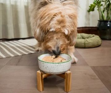 How to Help Dogs with Sensitive Stomachs After Meals – Effective Tips for Relief