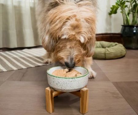 How to Help Dogs with Sensitive Stomachs After Meals – Effective Tips for Relief