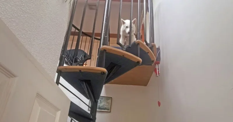 How to Help Dogs With Fear of Heights