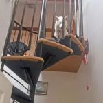 How to Help Dogs With Fear of Heights