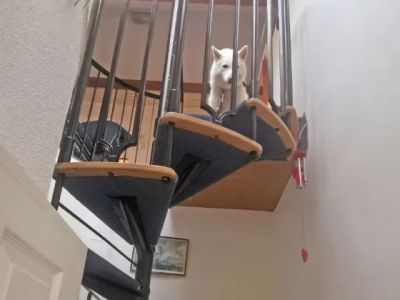 How to Help Dogs With Fear of Heights
