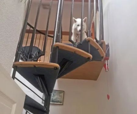 How to Help Dogs With Fear of Heights