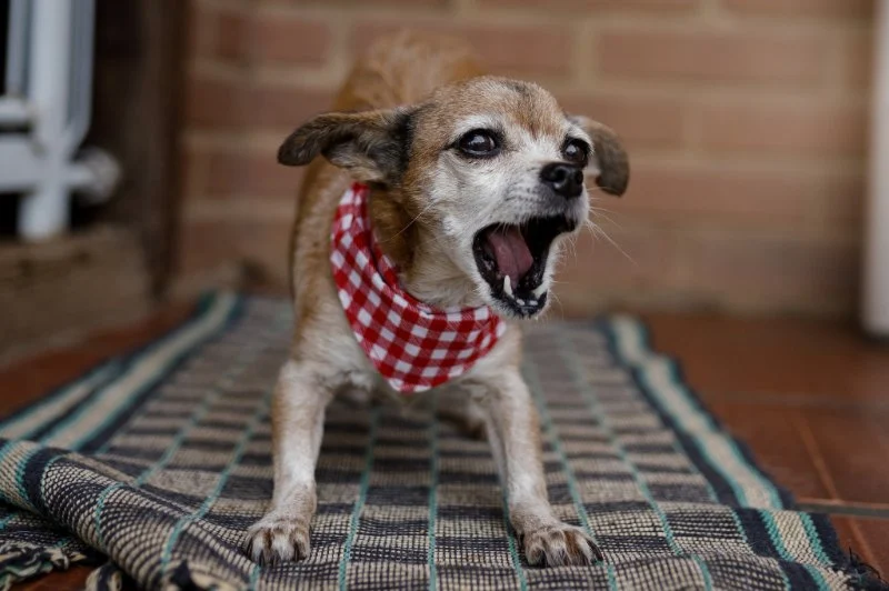 How to Help Dogs With Aggressive Barking at Night