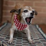 How to Help Dogs With Aggressive Barking at Night