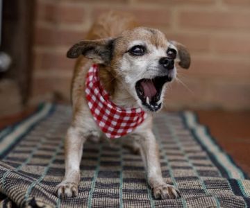 How to Help Dogs With Aggressive Barking at Night