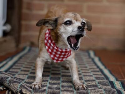 How to Help Dogs With Aggressive Barking at Night