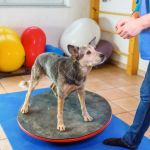 How to Help Your Dog With Reluctance to Exercise
