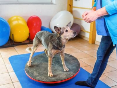 How to Help Your Dog With Reluctance to Exercise