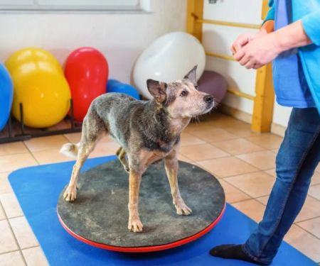 How to Help Your Dog With Reluctance to Exercise