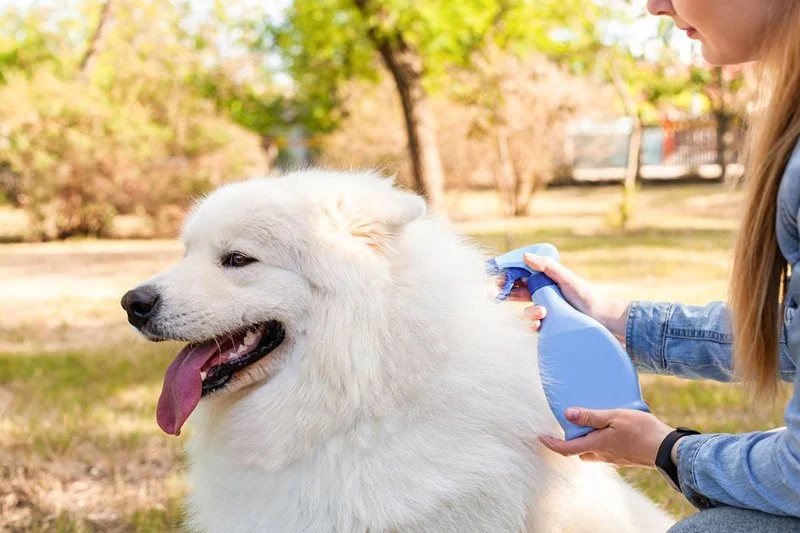 Best Dog Flea and Tick Sprays for Yard Protection: Top Picks and Tips