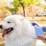 Best Dog Flea and Tick Sprays for Yard Protection: Top Picks and Tips