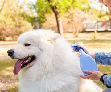 Best Dog Flea and Tick Sprays for Yard Protection: Top Picks and Tips