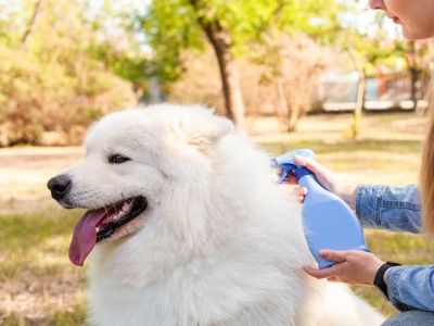 Best Dog Flea and Tick Sprays for Yard Protection: Top Picks and Tips
