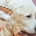 Why Is My Dog Losing Hair? Common Issues and Solutions