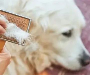 Why Is My Dog Losing Hair? Common Issues and Solutions